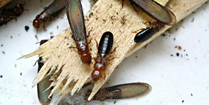 drywood-termites