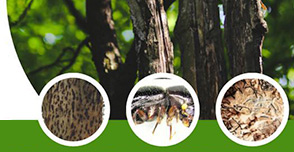 shot-hole-infestation