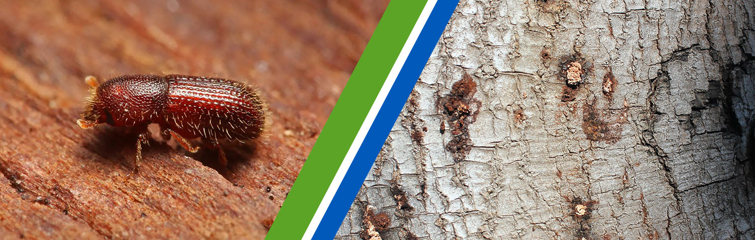 shot-hole-borer-beetle